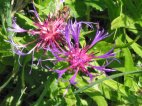http://www.zaplana.net/flowers/Asteraceae/CentaureaMontana%28GorskiGlavinec%29/T_9-0927_IMG.JPG