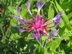 http://www.zaplana.net/flowers/Asteraceae/CentaureaMontana%28GorskiGlavinec%29/L_9-0928_IMG.JPG