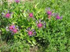 http://www.zaplana.net/flowers/Asteraceae/CentaureaMontana%28GorskiGlavinec%29/T_9-0924_IMG.JPG