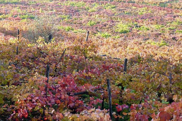 P1130937_1_bojanu_streha_vinogradov_res640.jpg